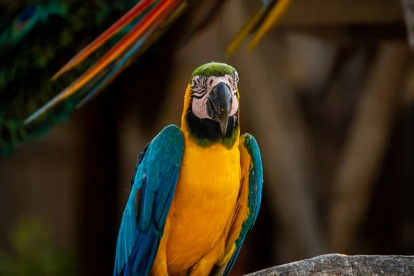 Aproape Macaw Albastru Auriu — Fotografie, imagine de stoc