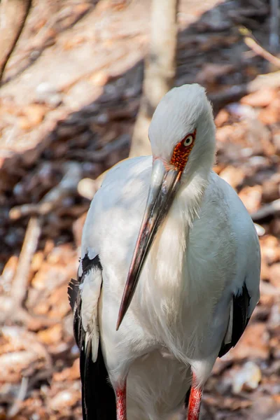 Närbild Maguari Stork Ciconia Maguari — Stockfoto