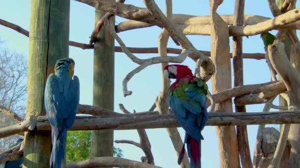 Blå Och Guld Macaw Slåss Med Annan Macaw — Stockvideo