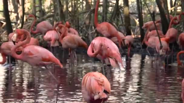 Primer Plano Grandes Flamencos Vadeando Agua — Vídeo de stock