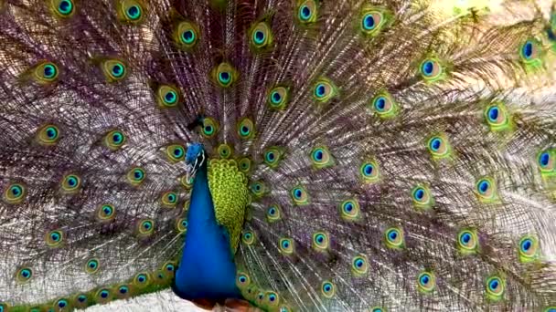 Close Indian Male Peacock — Stock Video