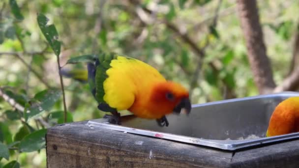 Cute Sun Parakeet Couple Blurred Green Background — Stock Video