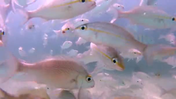 Group Fishes Swimming — Stock Video