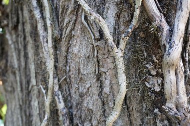 Ağaç tarafında eski asma kurudu 