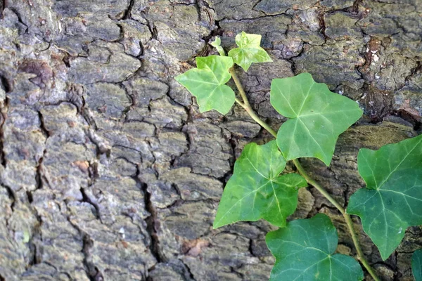 Videira verde com folhas — Fotografia de Stock