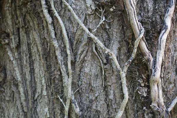 Alte Rebe vertrocknet auf der Seite des Baumes — Stockfoto