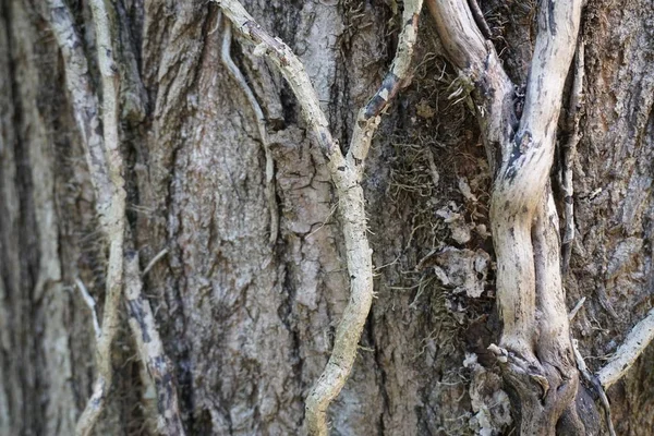 Alte Rebe vertrocknet auf der Seite des Baumes — Stockfoto