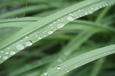 Yağmur damlaları bitki yaz yağmur sonra üzerinde