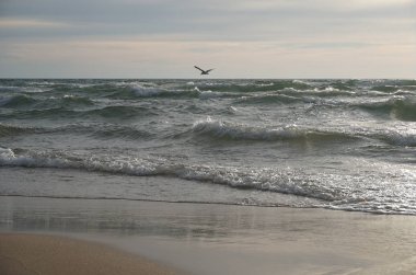 Michigan Gölü sahil hattı beach, mavi gökyüzü, bulutlar ve martı