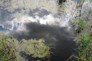 Zambak yastıkları ve su Nehri boyunca çim ile sulak