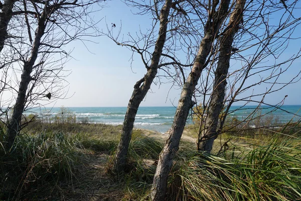 ビーチ 青い空 木とミシガン湖海岸線 — ストック写真