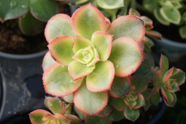 Konteyner bahçe güvertede oturma kaktüs inciri