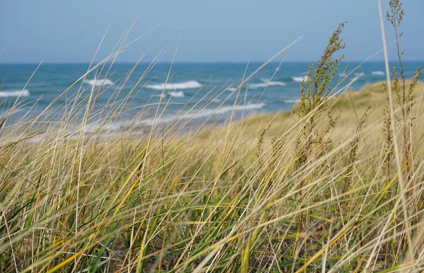 Linha Costa Lago Michigan Com Grama Praia Céu Azul Horizonte — Fotografia de Stock