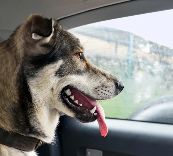 차에 앉아 개를 놀라운의 머리 — 스톡 사진