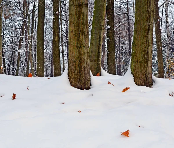 Early winter. The fallen-down oak leaves on snow. — Stock Photo, Image