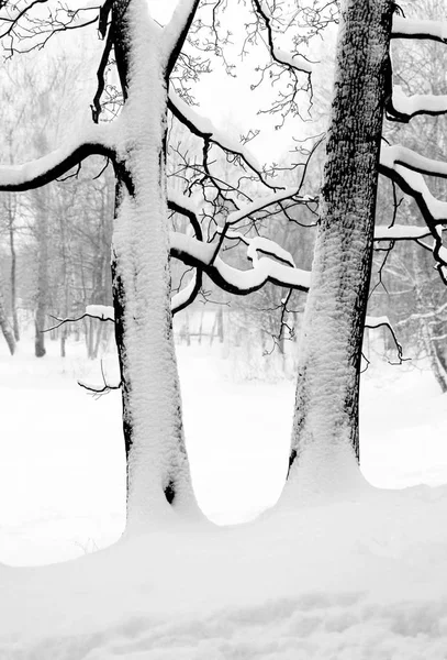 Silhouettes of two trees which are filled up with snow — Stock Photo, Image