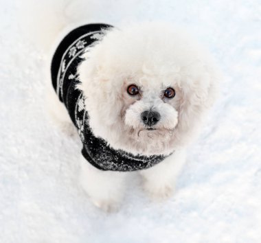 bichon frise köpek