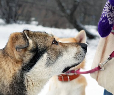 Yalvarır bir köpek başkanı  