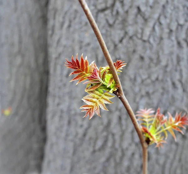 Chuvoso no início da primavera. Primeiras folhas . — Fotografia de Stock