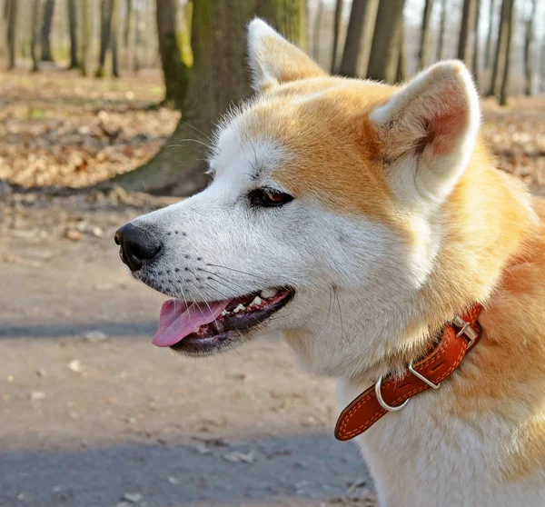 Cabeza de perro Akita Inu — Foto de Stock