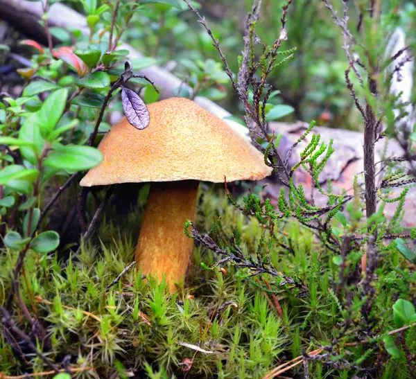 Cogumelo musgoso (Xerocomus ) — Fotografia de Stock