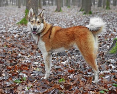 Kadın genç köpek doğurmak Batı Sibirya laika