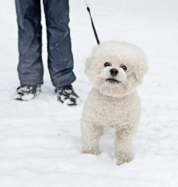 Doğurmak sahibinin bacak karşı Bichon Frise köpek
