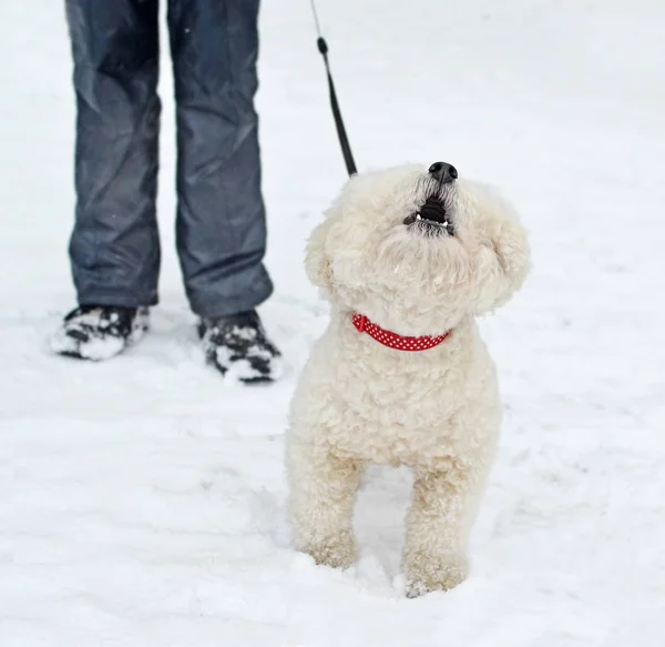 The barking dog of breed of Bichon Frise against  of owner\'s leg