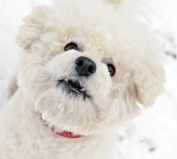 Bichon Frise cinsi havlayan köpek portresi Stok Resim