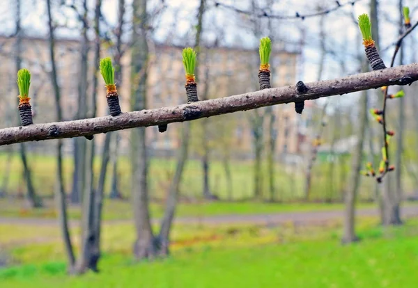 Branche de mélèze avec jeunes pousses au printemps — Photo