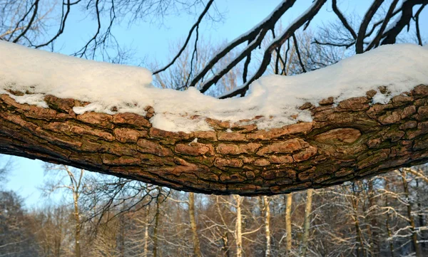 The big horizontal branch of a willow which is filled up with sn — Stock Photo, Image