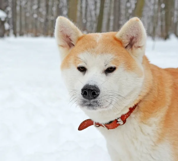 겨울에 강아지의 머리 — 스톡 사진