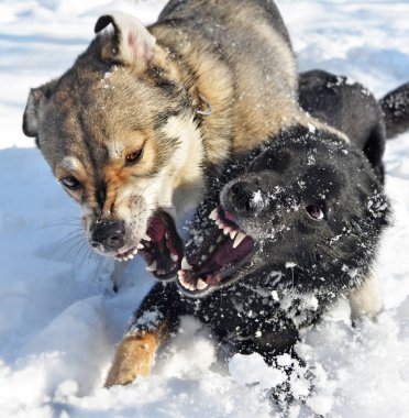 İki köpek sırıtan ağız