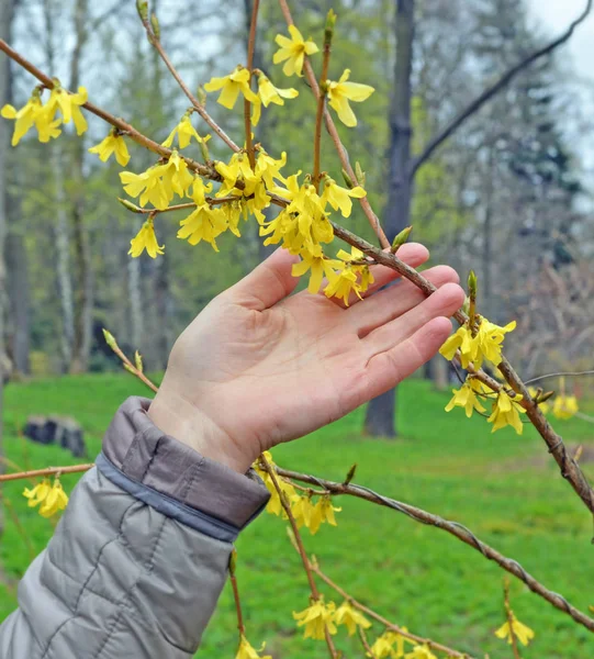 Woman 's hand touching  forsythia branch — 스톡 사진