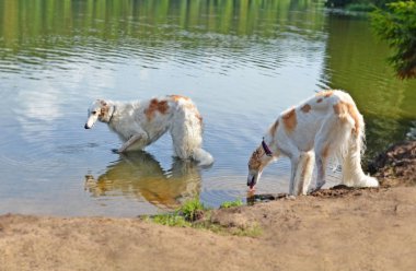 İki Rus borzoi köpeği gölden su içiyor.