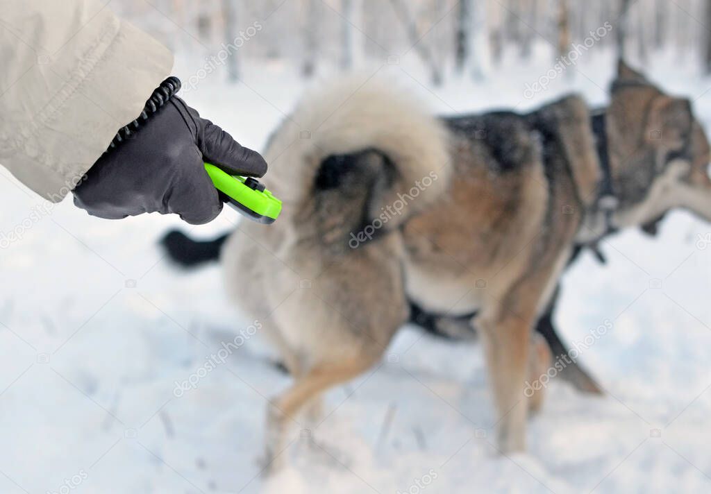 Break in training. Hand in glove with clicker against blur background of playing dogs in winter.