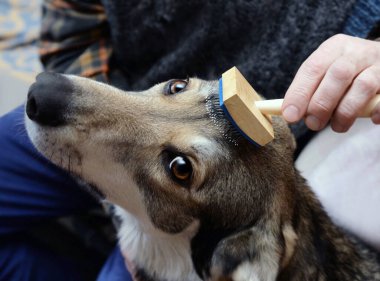 Köpeğinin saçını yağmurlukla tarayan bir adamın eli. Hayvanın gözlerine ve aletine odaklan..