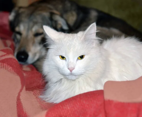 Cat and dog friendship. Animals sleep nearby on same cover. Cat in foreground woke up, opened eyes and raised head. Blur dog in background.