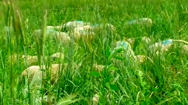 Regenerative Agriculture Peaceful Sheep Grazing Pasture — Stock Video