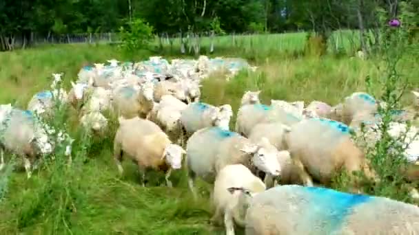 Ovce Mírumilovně Protékají Zelenou Pastvinou — Stock video