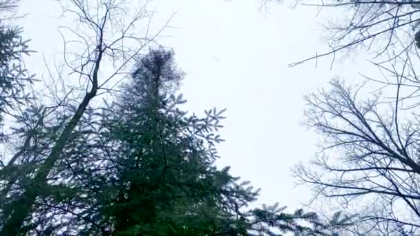 Caída Nieve Sobre Sueño Evergreen — Vídeos de Stock