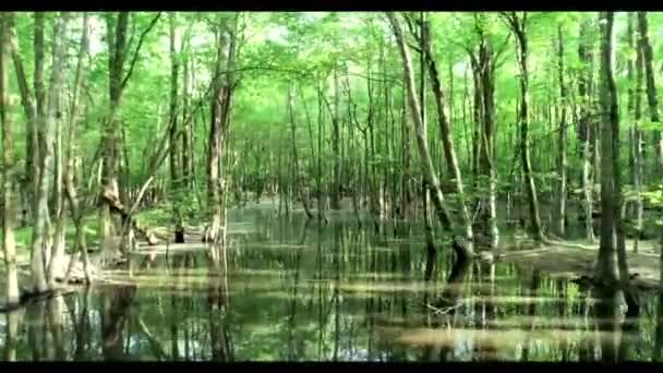 绿色沼泽生态系统中的天堂 — 图库视频影像