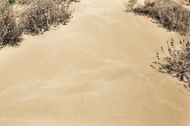 Kuru bitkiler ile kum arka plan