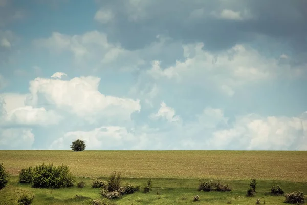 Green field Spring — Stock Photo, Image