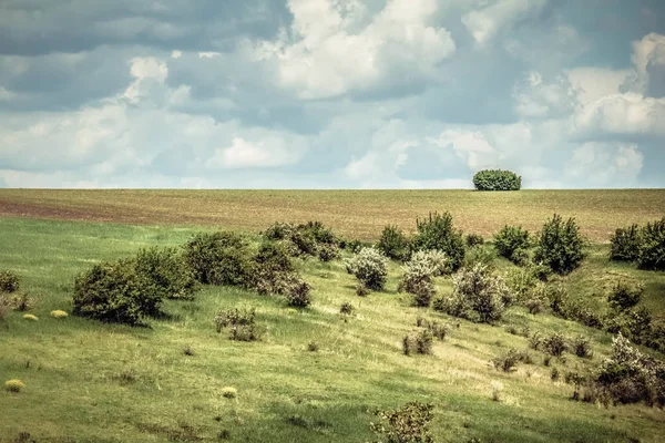 Green field Spring — Stock Photo, Image