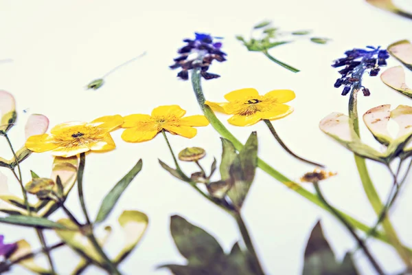 Preslenmiş ve kurutulmuş çiçekler arka plan — Stok fotoğraf