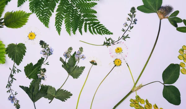 Lisované a sušených květin pozadí — Stock fotografie