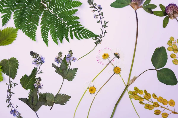 Ingedrukt en gedroogde bloemen achtergrond — Stockfoto