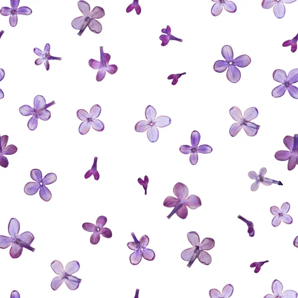 Πιέζεται και αποξηραμένα λουλούδια μοτίβο — Φωτογραφία Αρχείου