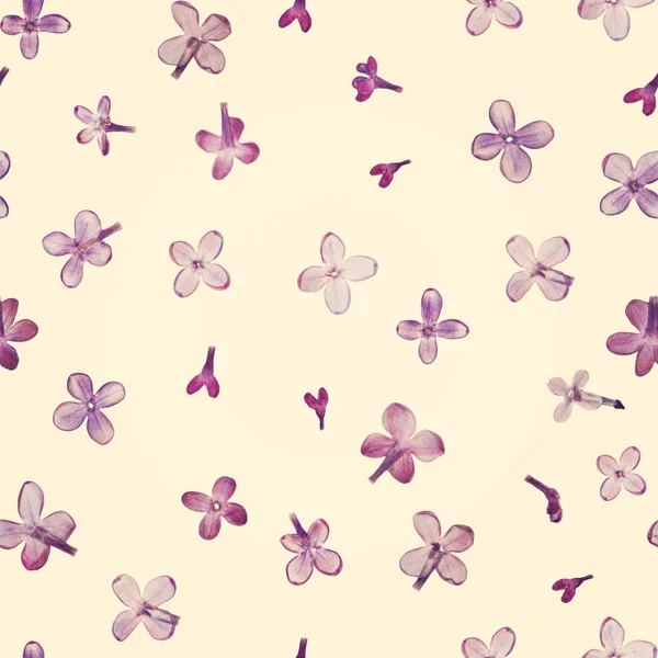 Pressed and dried flowers pattern — Stock Photo, Image